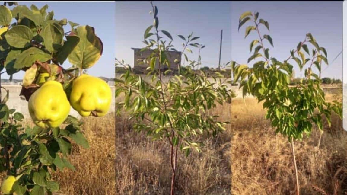 Ağaçlarımız Meyvelerini Vermeye Başladı